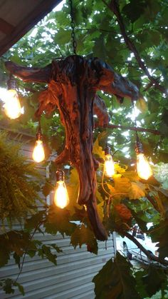 a tree with some lights hanging from it