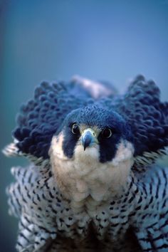 a close up photo of a bird with blue feathers