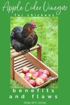 an advertisement for apple cider vinegars with a chicken sitting on top of it