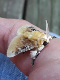 a close up of a small insect on a person's finger