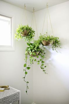 some plants hanging from the ceiling in a room with white walls and flooring,