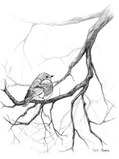 a pencil drawing of a bird sitting on a tree branch with its head turned to the side