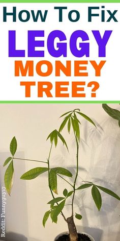 "Money tree, houseplants, indoor gardening, plant care, pruning, leggy 
plants, tall plants, gardening tips, indoor plants, plant maintenance, 
plant growth, plant health, plant problems, plant solutions, plant care 
tips, houseplant care, plant trimming, plant support, plant training, plant 
aesthetics." Indoor Plant Room, Money Plant Indoor, Garden Pests Identification, Money Tree Plant Care, Pachira Aquatica, Money Tree Plant, Plant Care Guide, Planting Plants, Household Plants