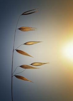 the sun shines brightly behind three tall grass stalks in front of a blue sky