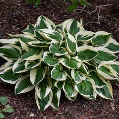 a large green and white plant in the middle of some dirt ground with leaves on it