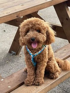 a small brown dog sitting on top of a wooden bench next to a picnic table