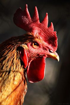 a close up view of a rooster's head