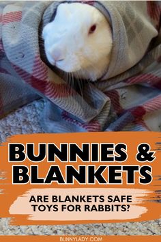 a guinea pig wrapped in a blanket with text bunnies and blankets are blankets safe toys for rabbits?