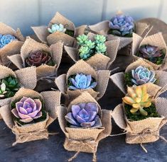 small succulents are placed in burlocks on the table