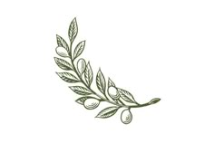 an olive branch with leaves on it