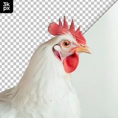 a white chicken with red combs standing in front of a gray and white background