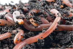 some red worms are in the dirt together