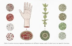 an illustrated book with different types of plants and their functions in the plant life cycle