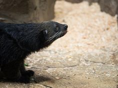 a small black animal standing on top of a dirt and grass covered ground with rocks in the background