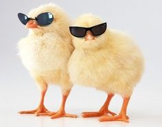 two small chickens wearing sunglasses and standing next to each other