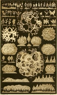 an image of different types of plants and trees in gold on black paper with white writing