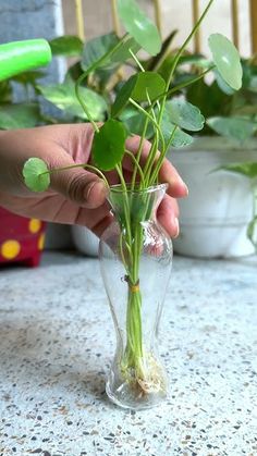 a person is holding a plant in a vase with water and sand on the table