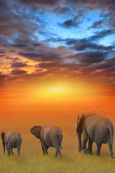 three elephants are standing in the grass with an orange and blue sky behind them as the sun sets