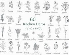 an image of the different herbs used in cooking