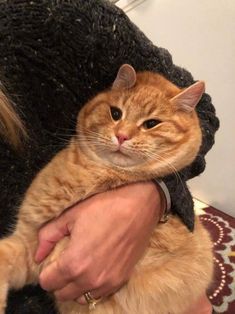 an orange cat is being held by someone