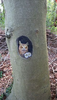 an owl in a hole on the side of a tree