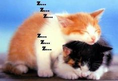 two kittens cuddle together in front of a blue background with the words i love you zzz