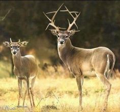 two deer standing next to each other in a field with an inverted star on their antlers