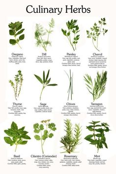 the culinary herbs that are used to cook and use in cooking, as well as other foods