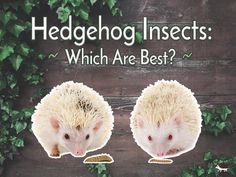 two hedgehogs sitting next to each other with the words hedgehog insects which are best?