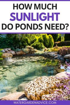 how much sunlight do pond's need?