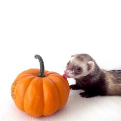 a ferret sniffs at a pumpkin on a white surface with the word,