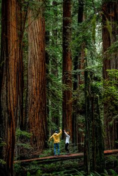 two people standing on a log in the middle of a forest surrounded by tall trees