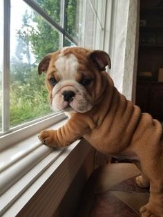 a small brown and white dog standing on top of a window sill next to a window