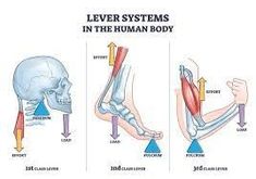 the human body's muscles are shown in three different positions, including the lower limb and