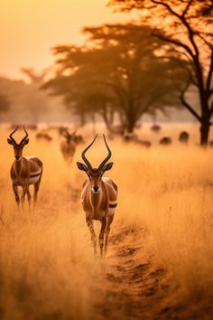 two antelope walking down a dirt road in the middle of an open field