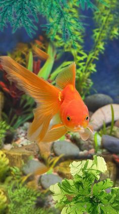 an orange fish swimming in the water next to some plants and rocks with green leaves