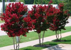 three trees with red flowers in the middle of a sidewalk next to a parking lot