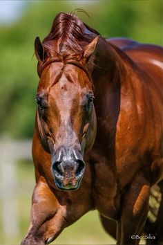 a brown horse is running in the grass with its head turned to the side and it's eyes closed