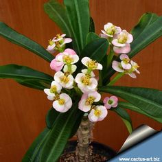 Euphorbia Madagascar Jewel Plant - small pink and white flowers with yellow centers and long, narrow dark green leaves Euphorbia Plant, Cactus Art, Plant Identification, Crown Of Thorns, Cactus Y Suculentas, House Plants Indoor, Succulent Plant, How To Grow, Planting Succulents