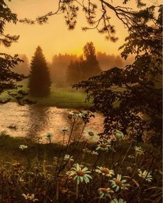 the sun is setting over a lake with daisies in front of it and trees