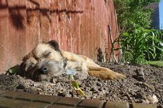 a dog laying in the dirt next to a red wall and green plants on it's side