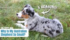 a blue merle australian shepherd dog laying in the grass