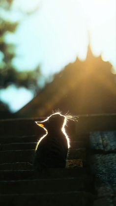 a cat is sitting on some steps and looking up at the sun in the sky