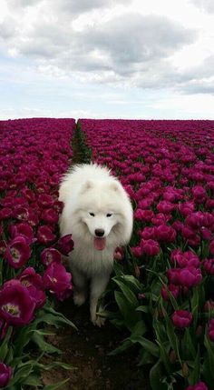 a white dog standing in the middle of a field full of pink tulips