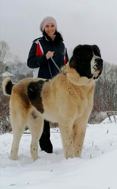 a woman standing next to a large dog in the snow