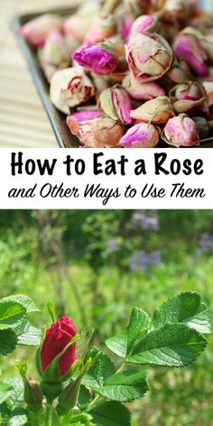 two pictures with the words how to eat a rose and other ways to use them