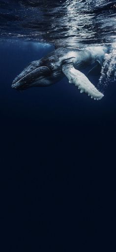 a humpback whale swimming in the ocean