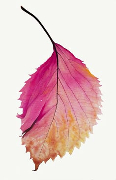 a pink and yellow leaf on a white background