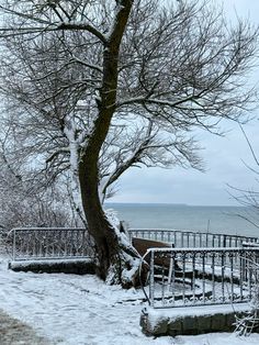 a bench sitting next to a tree on top of a snow covered ground near the ocean