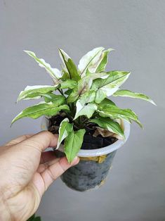 a hand holding a potted plant with green leaves